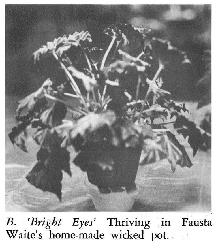 B. ‘Bright Eyes’